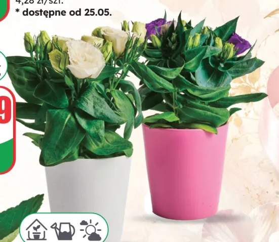 Eustoma w ceramice doniczka 12cm wysokość 20cm