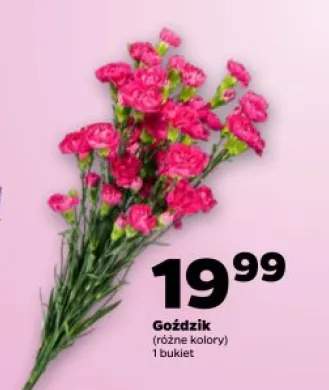 Goździk
