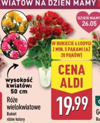 Róże wielokwiatowe 50cm