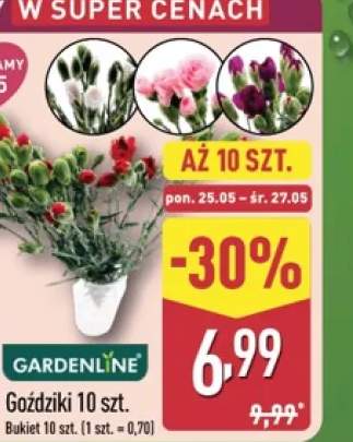 Goździki GARDENLINE 10-pak