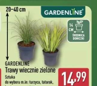 Trawy wiecznie zielone turzyca GARDENLINE