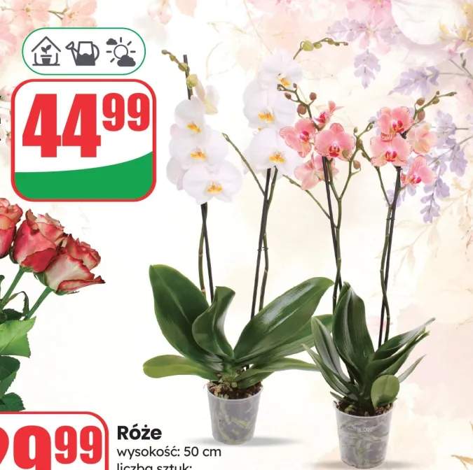 Storczyk 2-pędowy doniczka 12cm wysokość 50cm