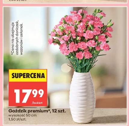 Goździk premium 12szt. wysokość 50cm