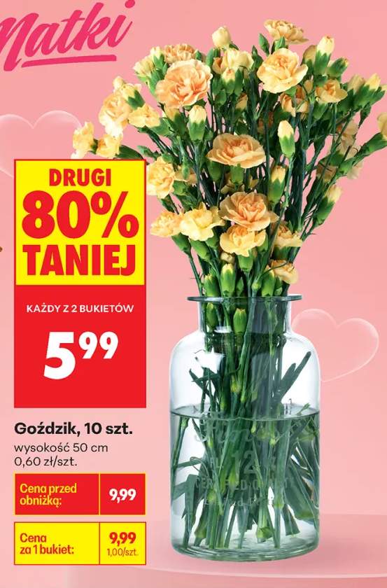 Goździk wysokość 50cm