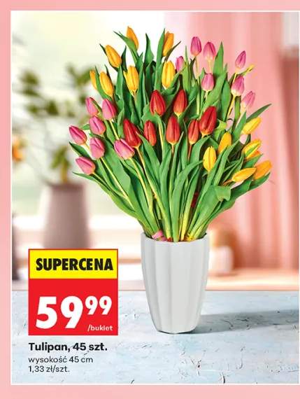 Tulipan wysokość 45cm