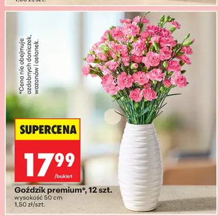 Goździk premium 12szt.