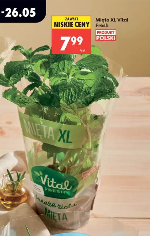 Mięta XL Vital Fresh
