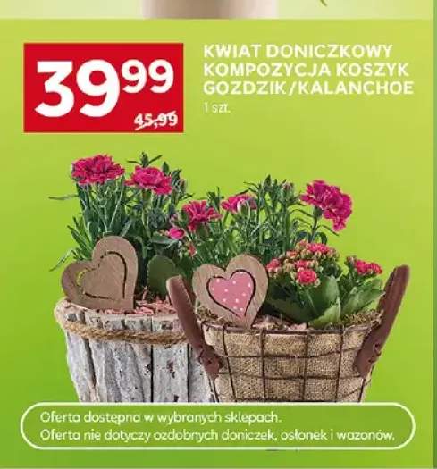 Kwiat doniczkowy kompozycja koszyk