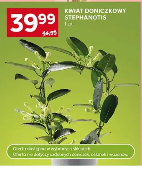 Kwiat doniczkowy Stephanotis