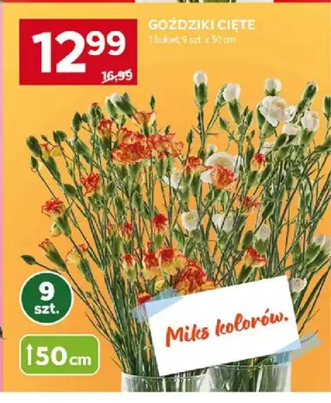 Goździki cięte 50cm