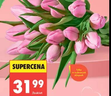 Tulipan polski 19szt. wysokość 35cm