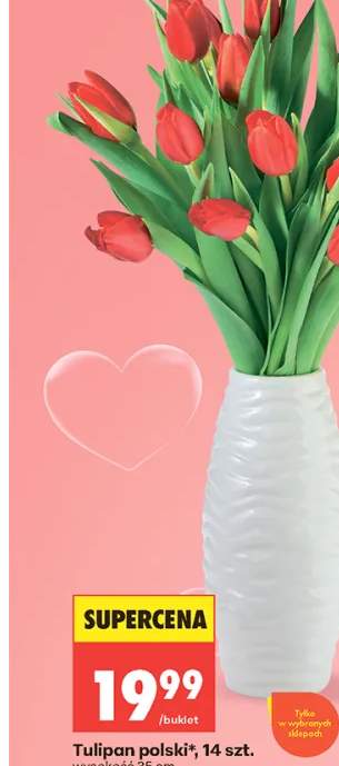 Tulipan polski 14szt. wysokość 35cm