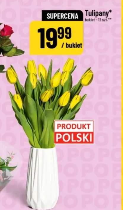 Tulipany polskie