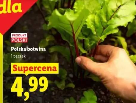Polska botwina