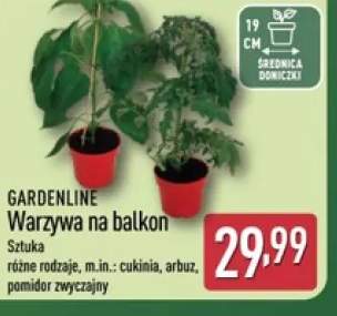 Warzywa na balkon pomidor zwyczajny GARDENLINE