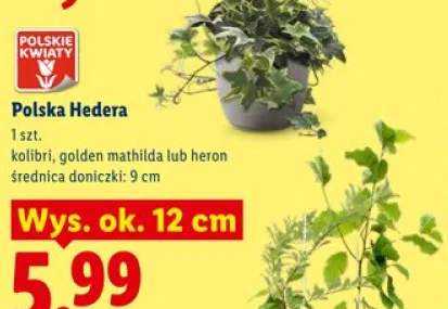 Polska Hedera golden mathilda wys. ok. 12cm