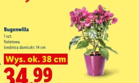 Bugenwilla fioletowa wys. ok. 38cm