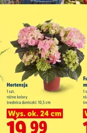 Hortensja