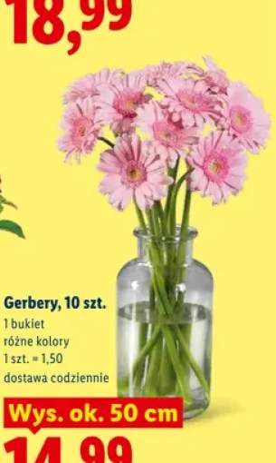 Gerbery 10-pak