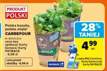 Zioła w doniczce Carrefour