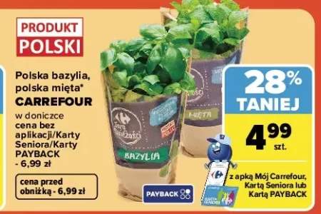 Bazylia w doniczce polska Carrefour