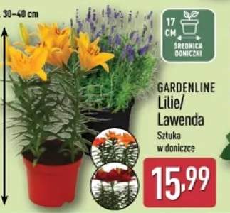 Lawenda GARDENLINE