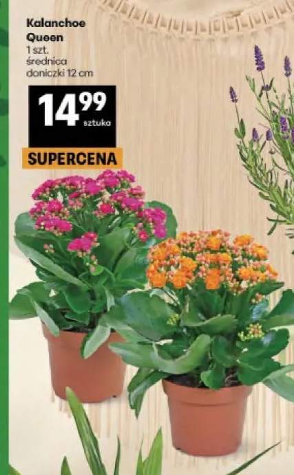 Kalanchoe Queen średnica doniczki 12cm