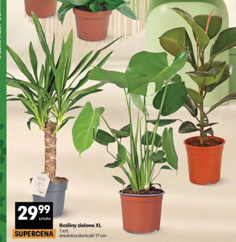 Rośliny zielone XL średnica doniczki 17cm