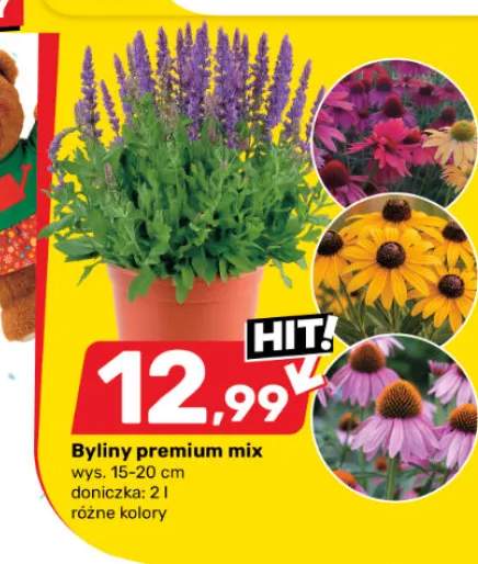 Byliny premium mix wys. 15-20cm doniczka 2l