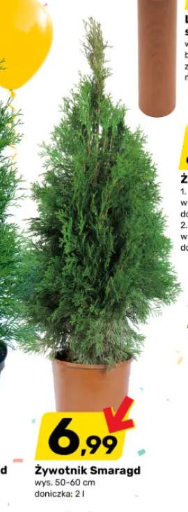 Żywotnik Smaragd wys. 50-60cm doniczka 2l
