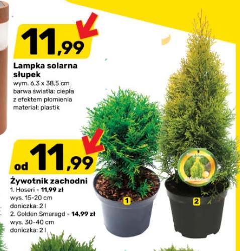 Żywotnik zachodni Hoseri wys. 15-20cm doniczka 2l