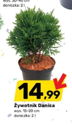 Żywotnik Danica wys. 15-20cm doniczka 2l