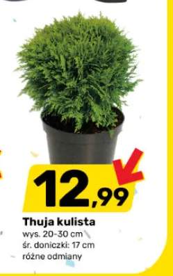 Thuja kulista wys. 20-30cm śr. doniczki 17cm