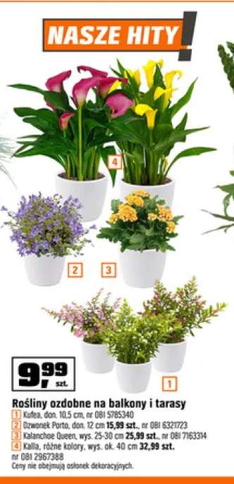 Roślina ozdobna Kalanchoe Queen wys. 25-30cm