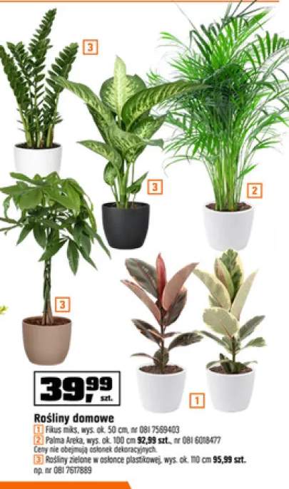 Roślina domowa Fikus miks wys. ok. 50cm