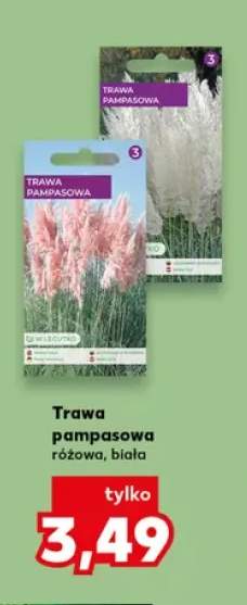 Trawa pampasowa różowa
