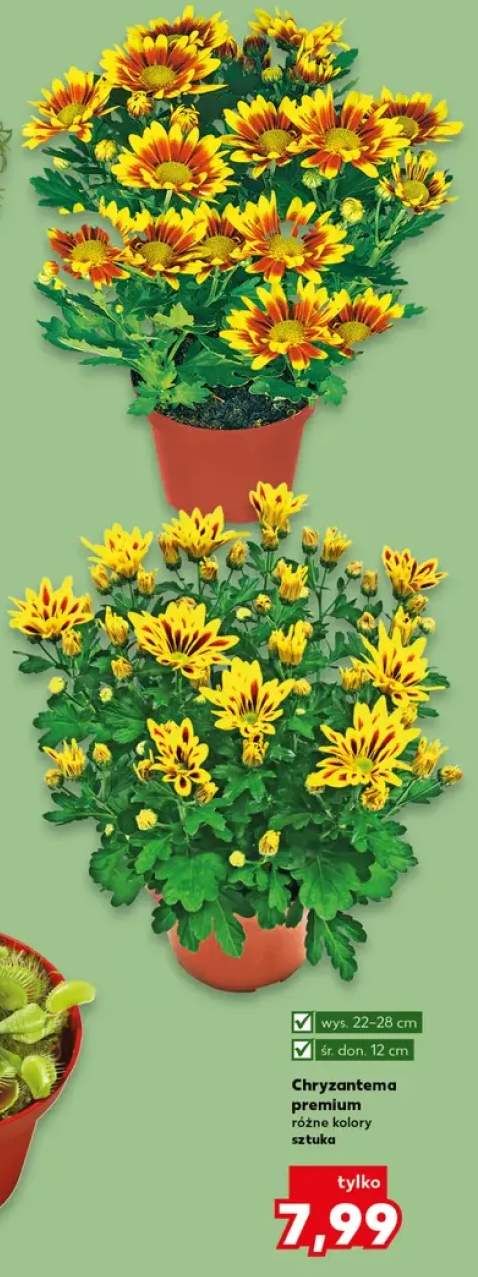 Chryzantema premium