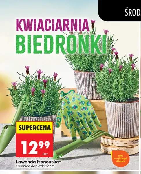 Lawenda francuska średnica doniczki 12 cm