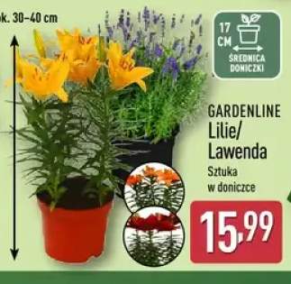 Lawenda GARDENLINE