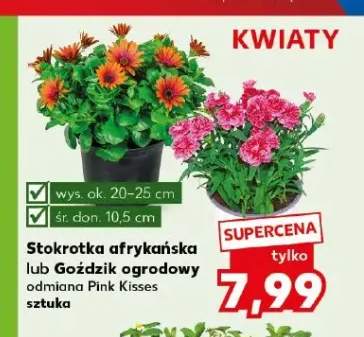 Stokrotka afrykańska
