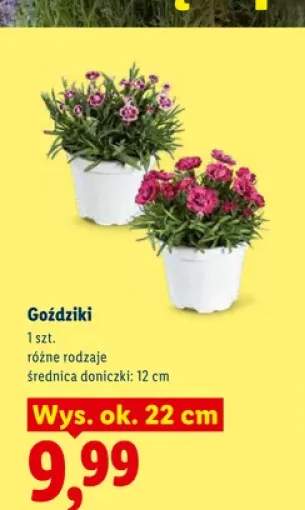 Goździki