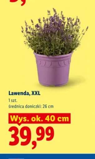 Lawenda XXL
