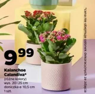 Kalanchoe Calandiva