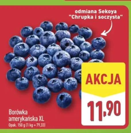 Borówka amerykańska XL Sekoya