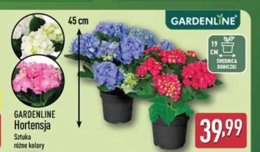 Hortensja Gardenline