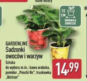 Sadzonka owoców i warzyw Gardenline truskawka Beltran
