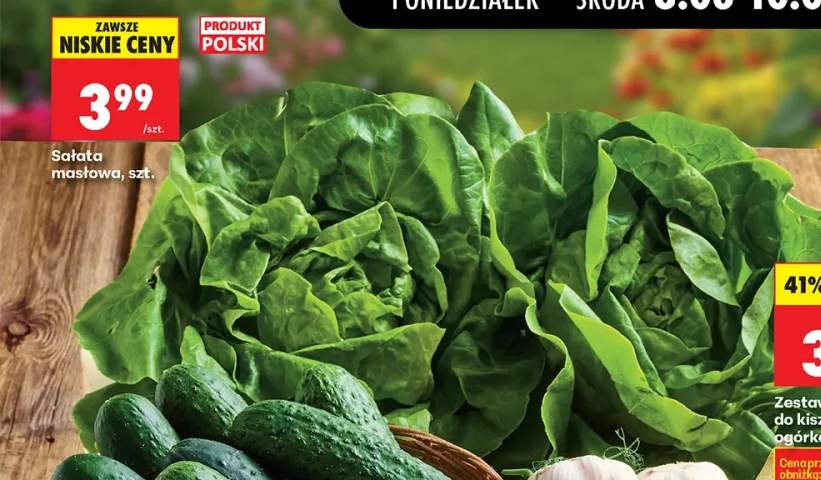 Sałata masłowa polska