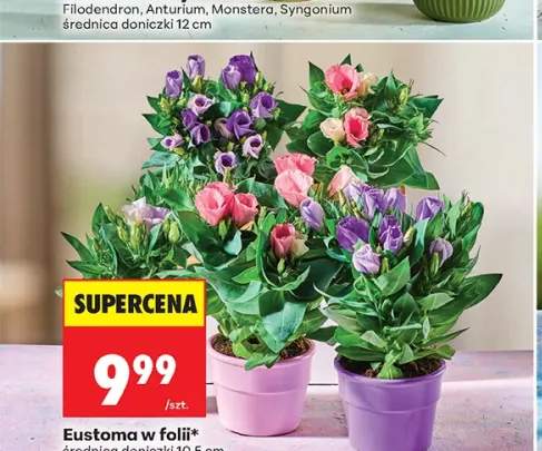 Eustoma w folii