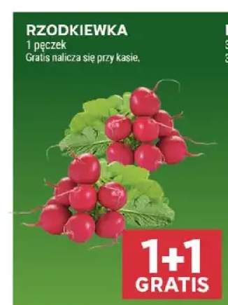 Rzodkiewka