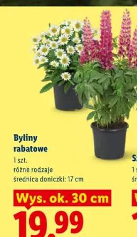 rośliny rabatowe